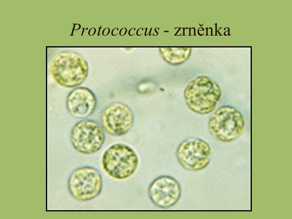 Protococcus - zrněnka