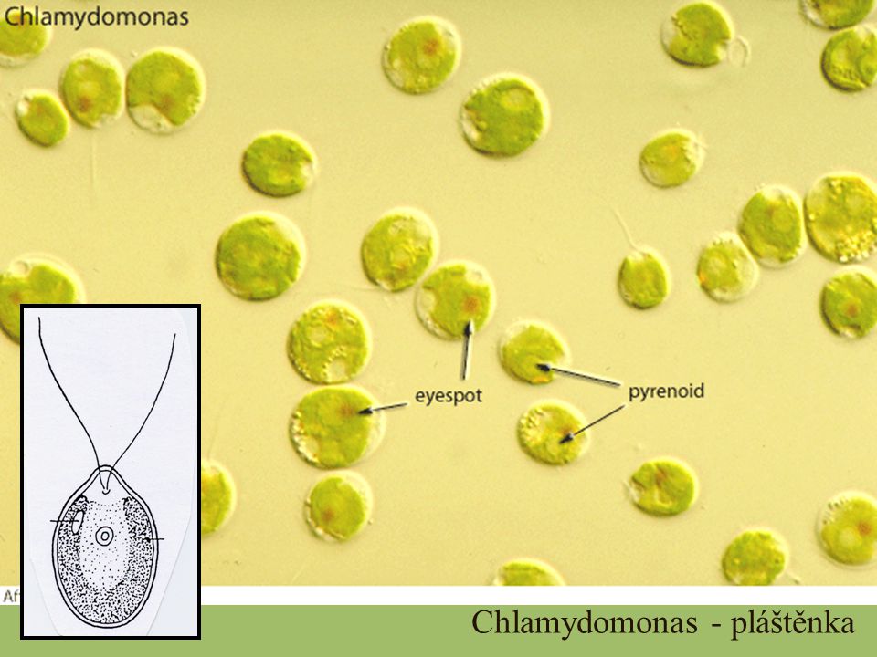 Chlamydomonas - pláštěnka