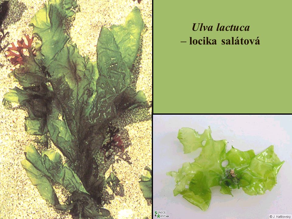 Ulva lactuca – locika salátová