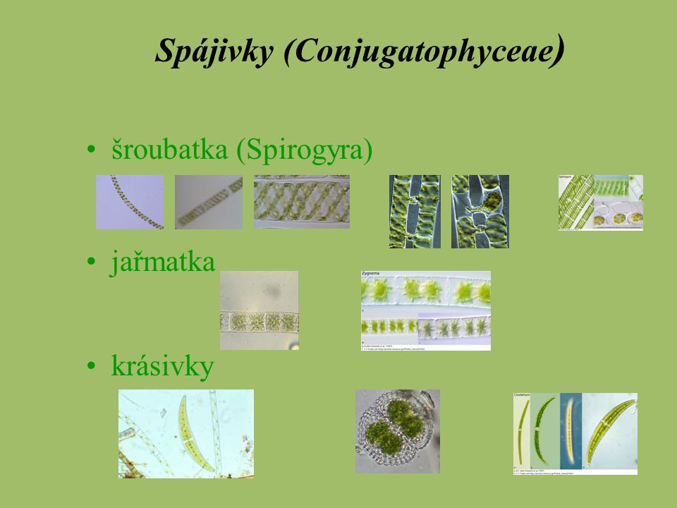Spájivky (Conjugatophyceae)