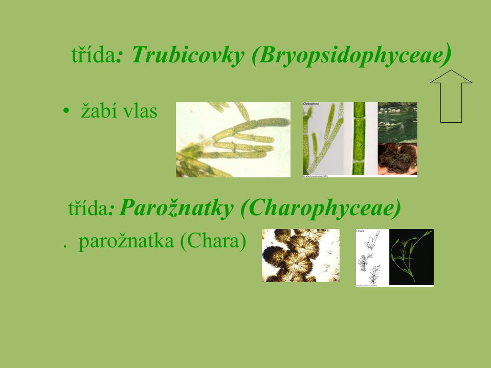 třída: Trubicovky (Bryopsidophyceae)