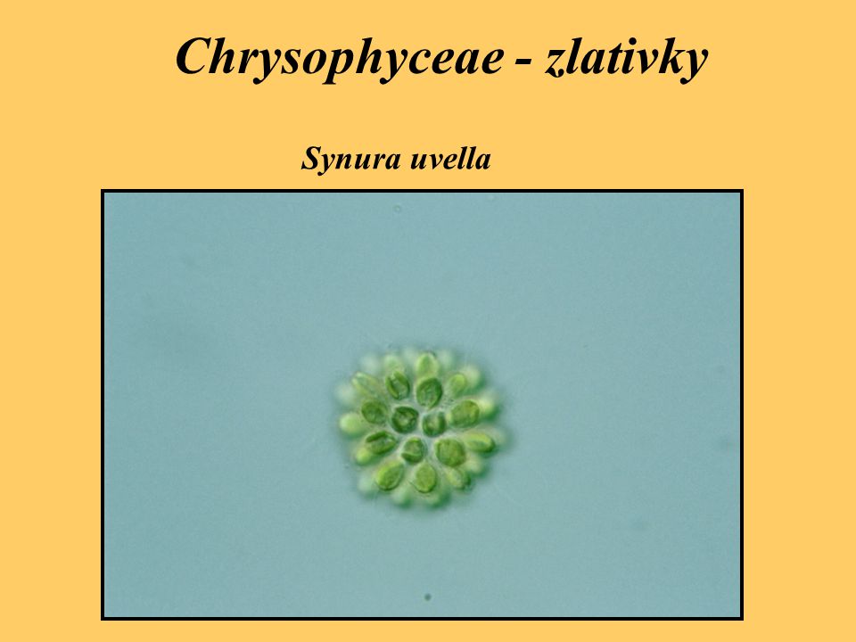 Chrysophyceae - zlativky