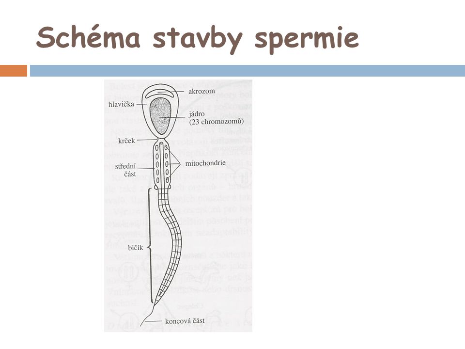 Schéma stavby spermie