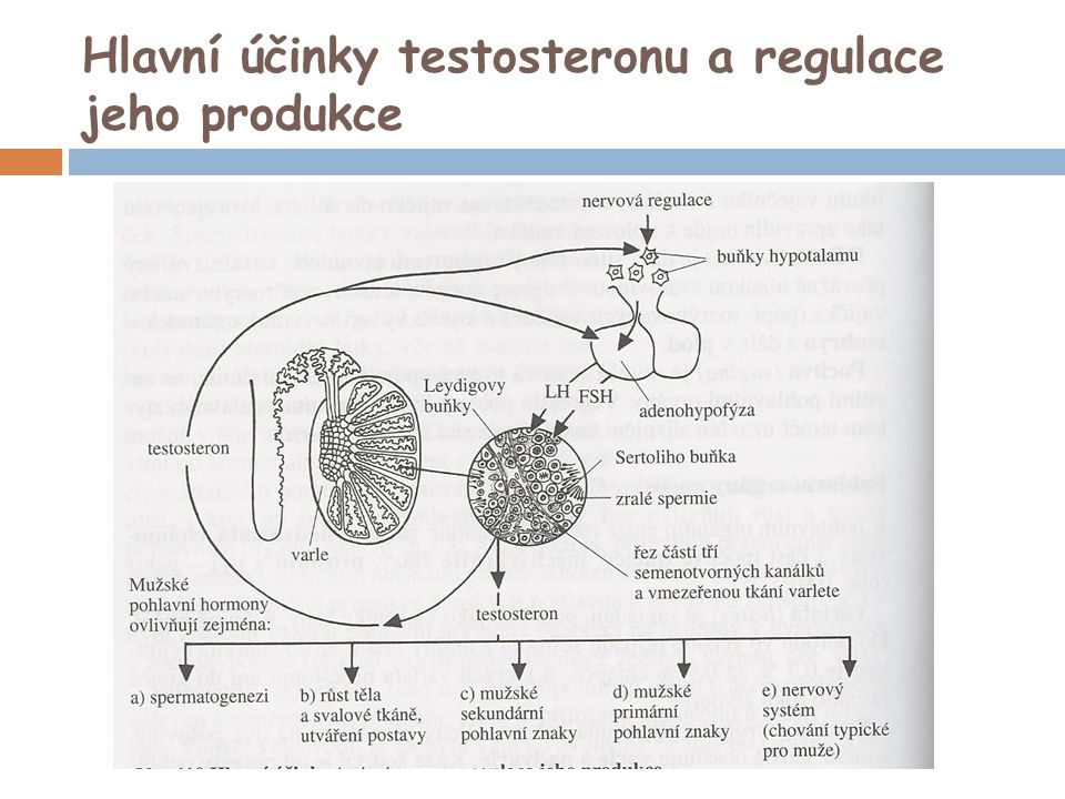 Hlavní účinky testosteronu a regulace jeho produkce