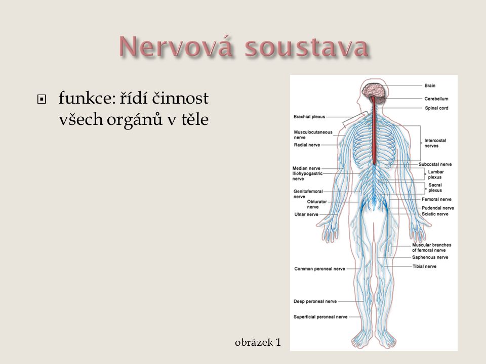 Nervová soustava funkce: řídí činnost všech orgánů v těle obrázek 1