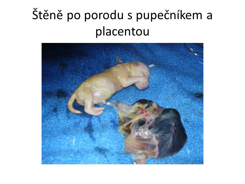 Štěně po porodu s pupečníkem a placentou