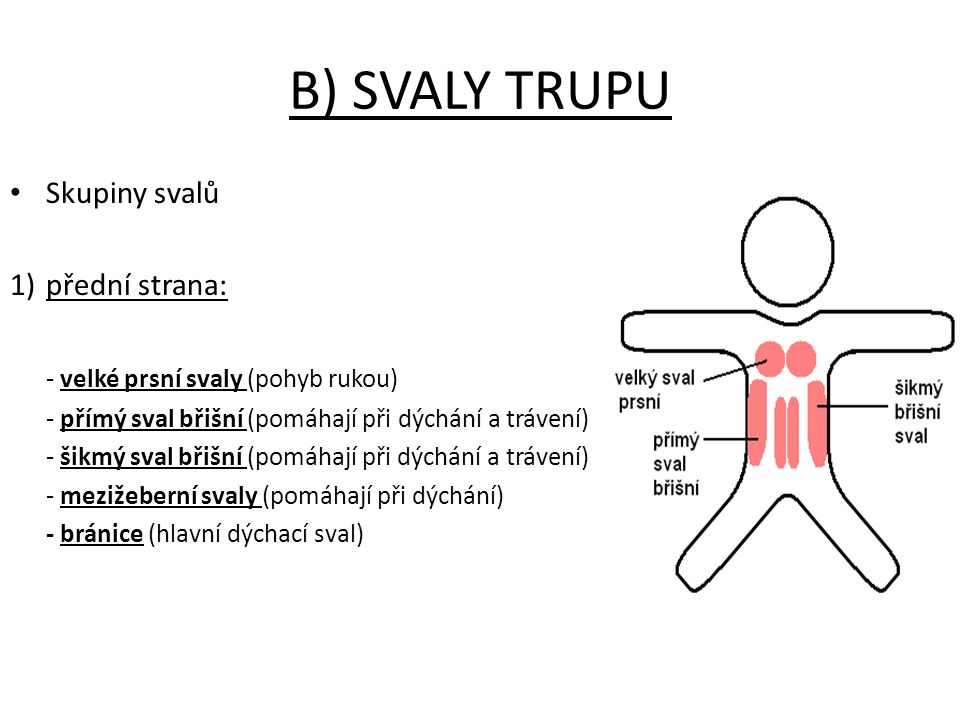 B) SVALY TRUPU Skupiny svalů přední strana: