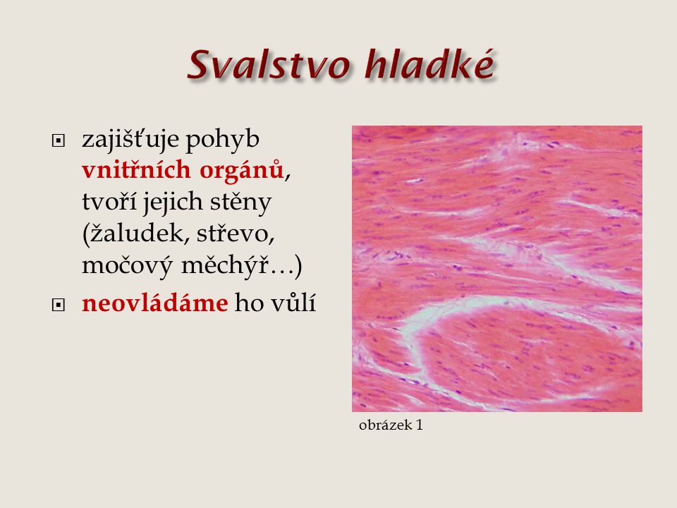 Svalstvo hladké zajišťuje pohyb vnitřních orgánů, tvoří jejich stěny (žaludek, střevo, močový měchýř…)