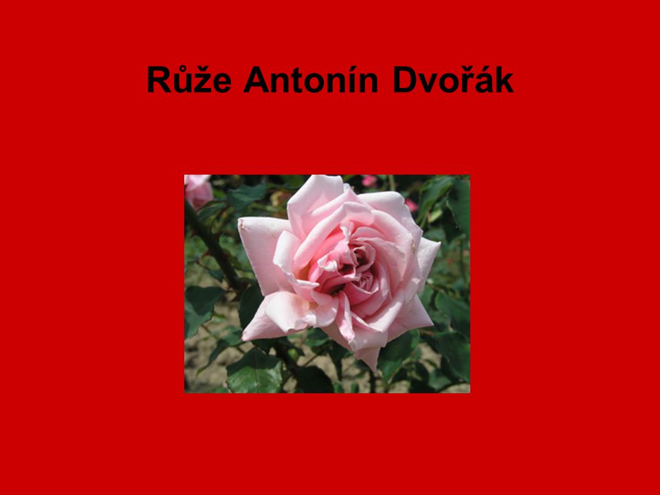 Růže Antonín Dvořák