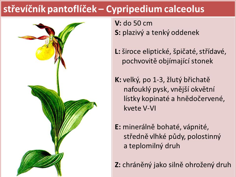 střevíčník pantoflíček – Cypripedium calceolus
