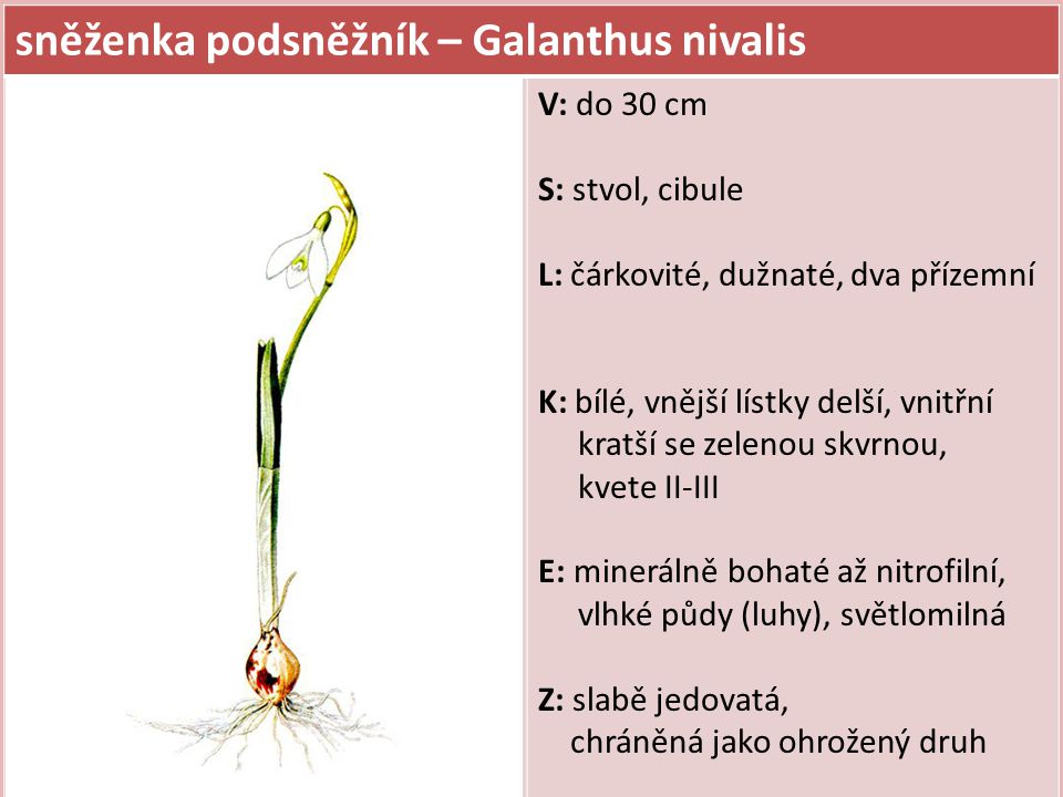 sněženka podsněžník – Galanthus nivalis
