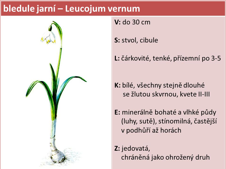 bledule jarní – Leucojum vernum