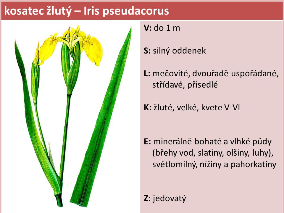 kosatec žlutý – Iris pseudacorus