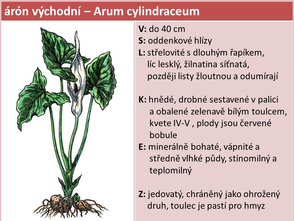 árón východní – Arum cylindraceum