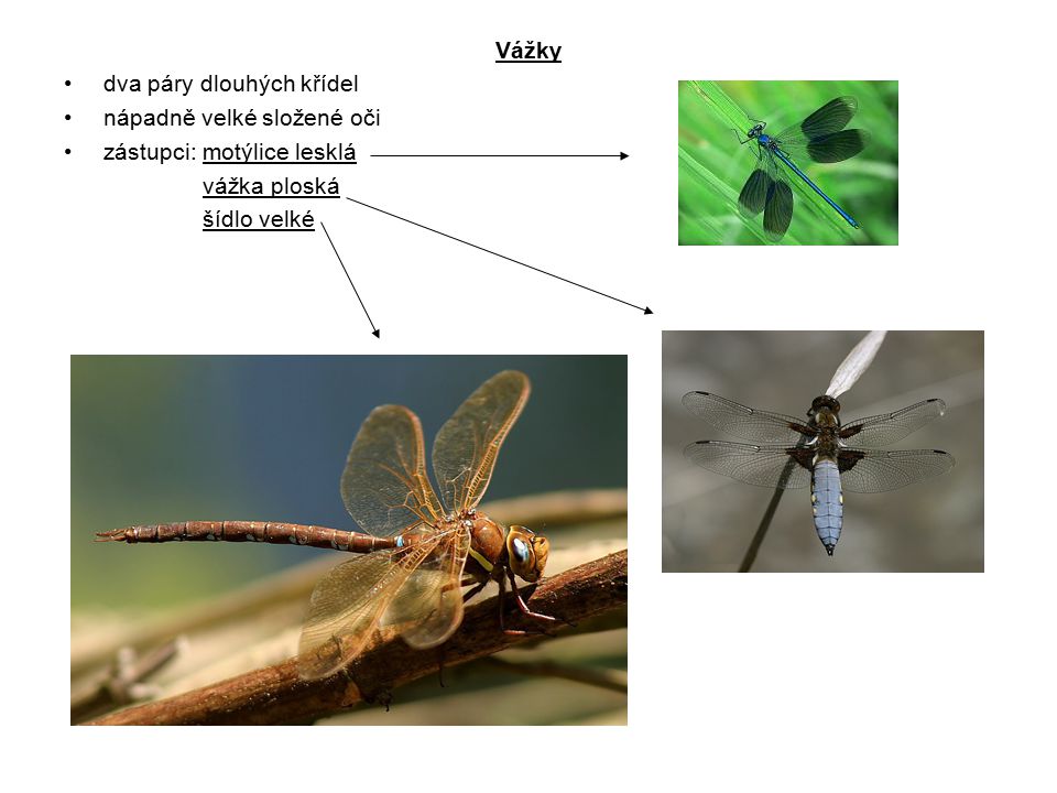 Vážky dva páry dlouhých křídel. nápadně velké složené oči. zástupci: motýlice lesklá. vážka ploská.