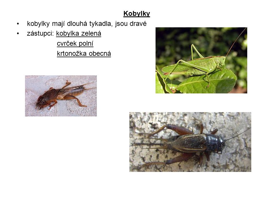 Kobylky kobylky mají dlouhá tykadla, jsou dravé. zástupci: kobylka zelená.