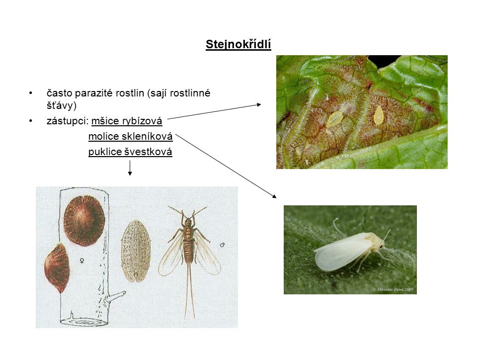 Stejnokřídlí často parazité rostlin (sají rostlinné šťávy)