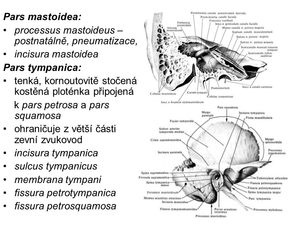 Pars mastoidea: processus mastoideus – postnatálně, pneumatizace, incisura mastoidea. Pars tympanica: