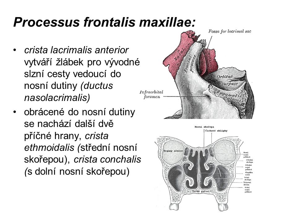 Processus frontalis maxillae: