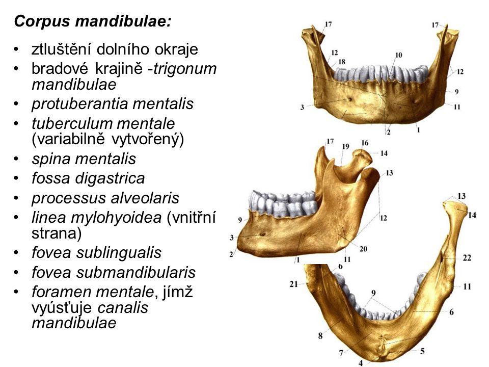 Corpus mandibulae: ztluštění dolního okraje. bradové krajině -trigonum mandibulae. protuberantia mentalis.