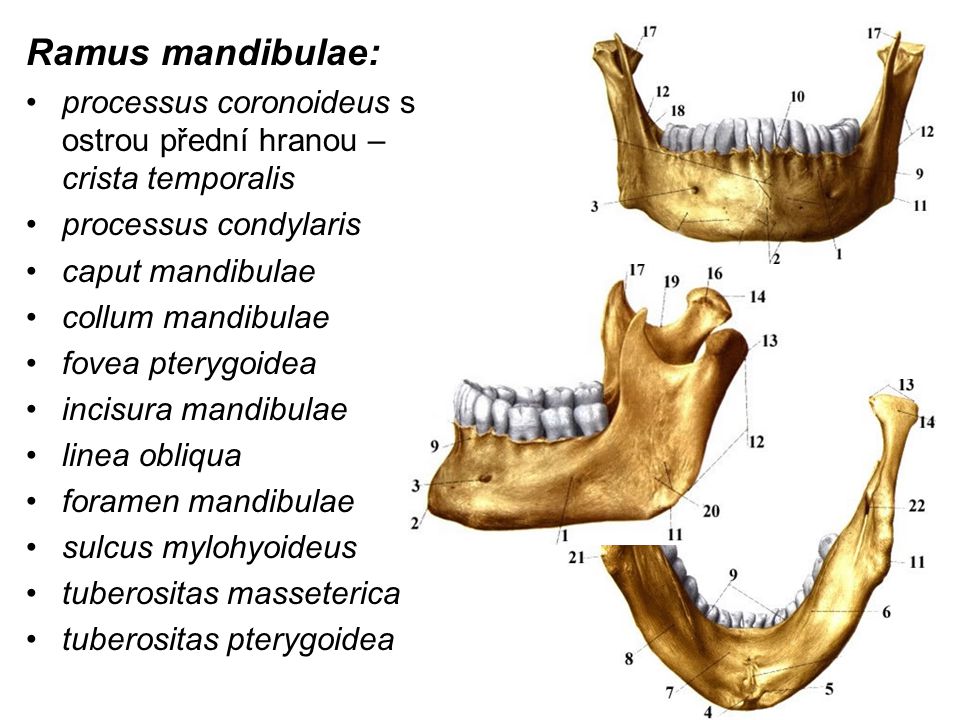 Ramus mandibulae: processus coronoideus s ostrou přední hranou – crista temporalis. processus condylaris.