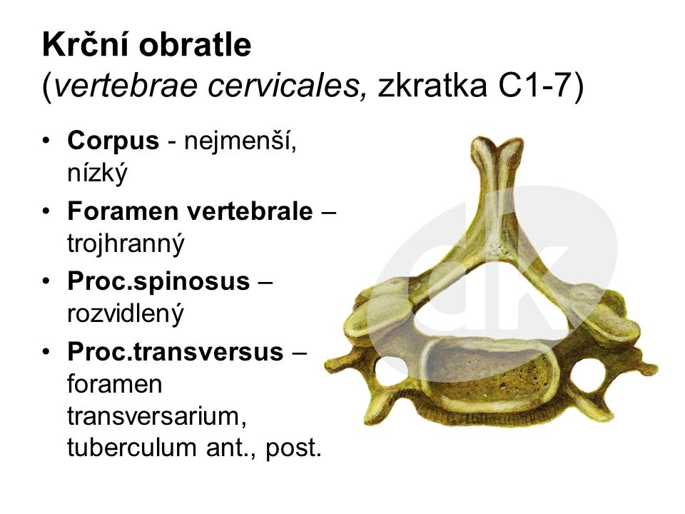 Krční obratle (vertebrae cervicales, zkratka C1-7)