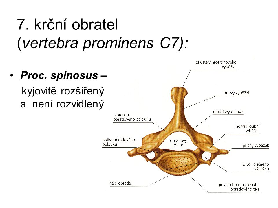 7. krční obratel (vertebra prominens C7):