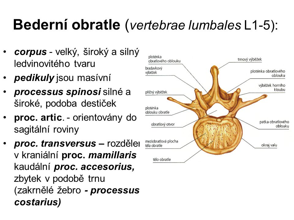 Bederní obratle (vertebrae lumbales L1-5):