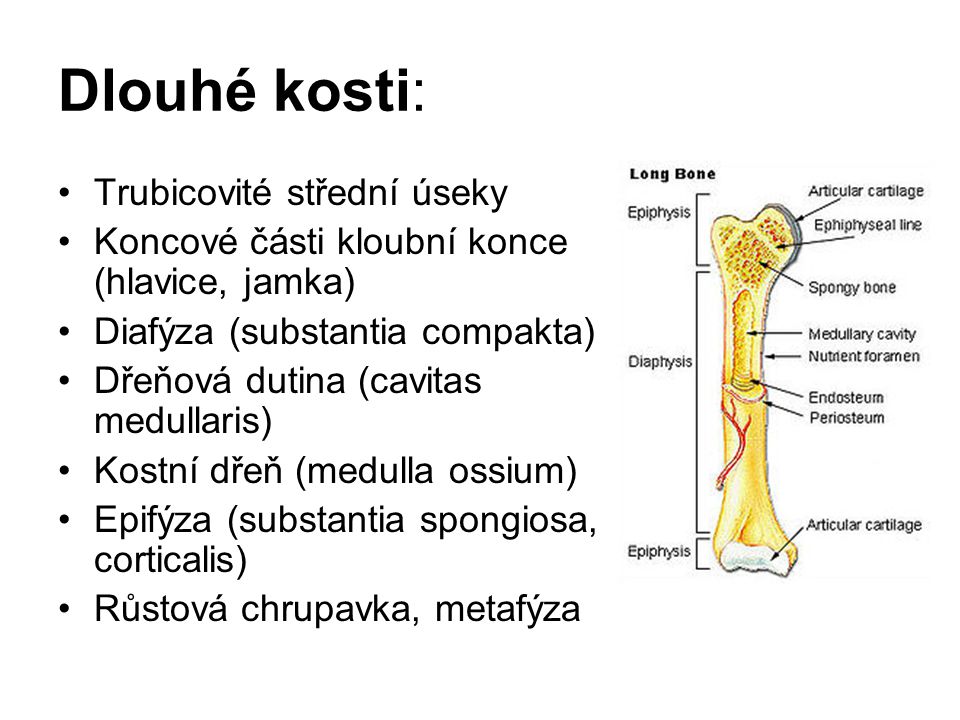 Dlouhé kosti: Trubicovité střední úseky
