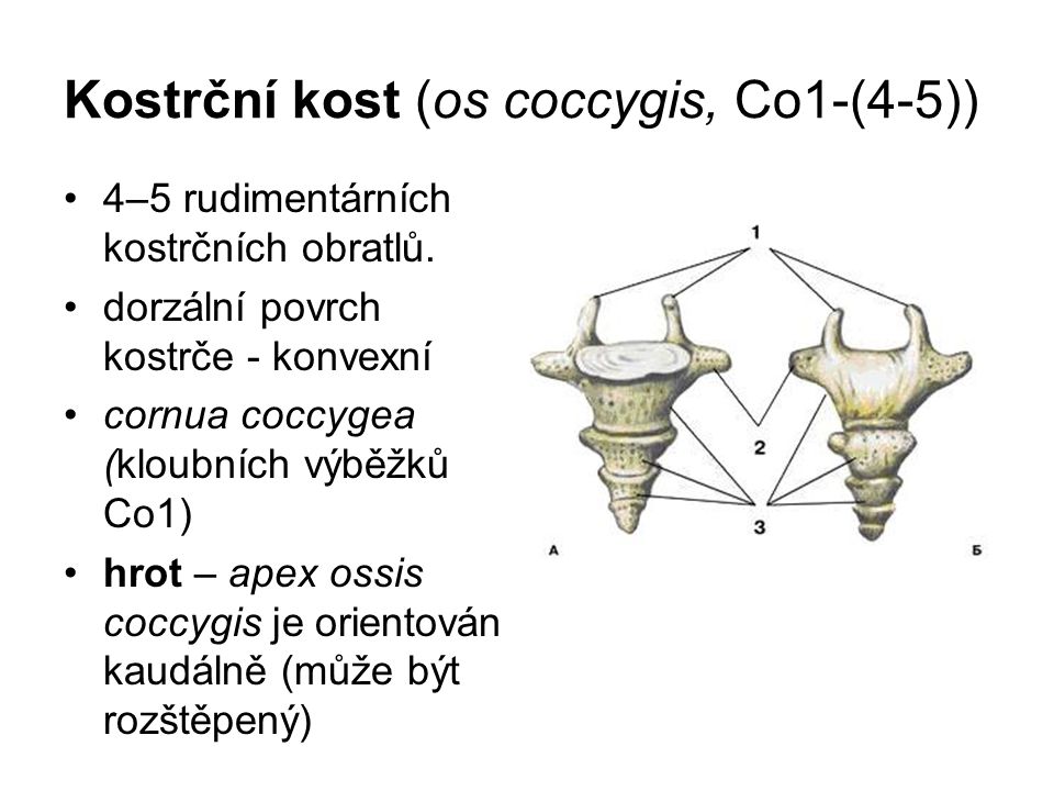 Kostrční kost (os coccygis, Co1-(4-5))