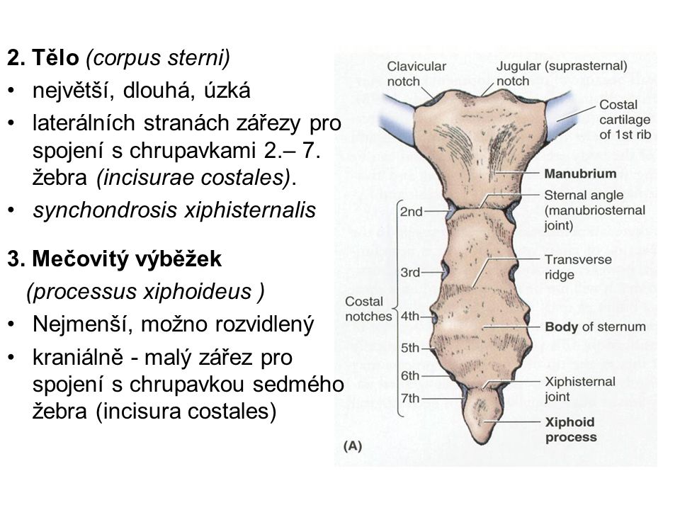 2. Tělo (corpus sterni) největší, dlouhá, úzká. laterálních stranách zářezy pro spojení s chrupavkami 2.– 7. žebra (incisurae costales).