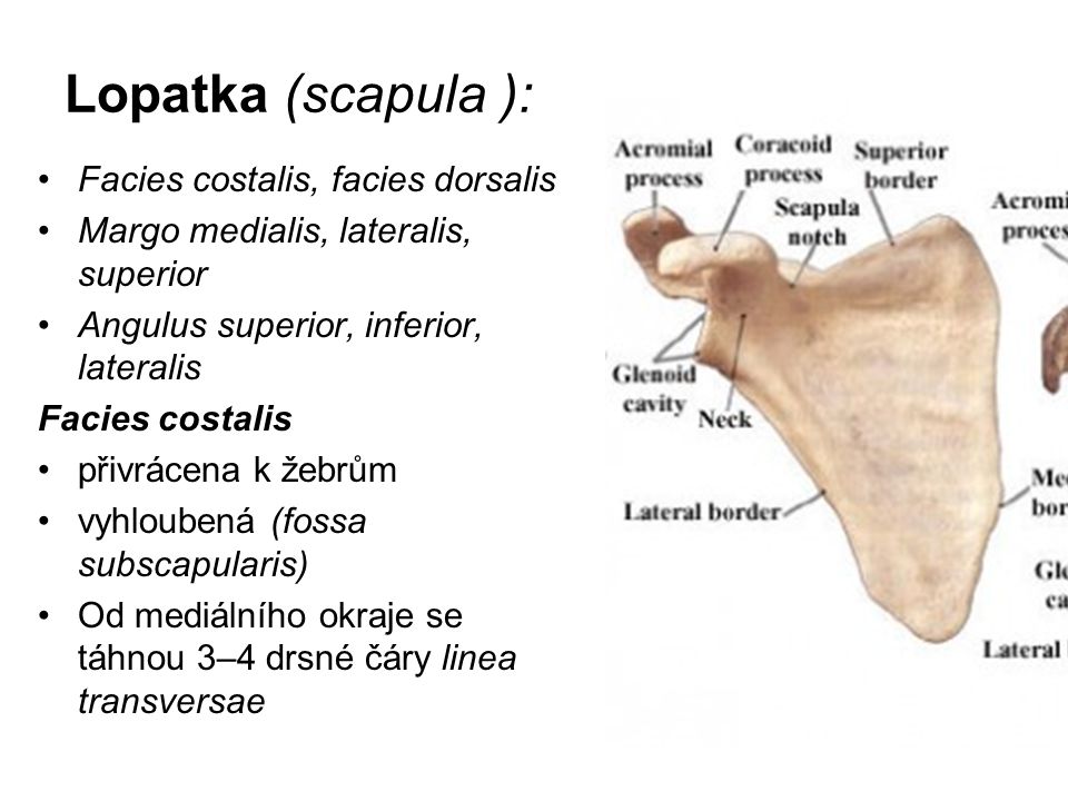 Lopatka (scapula ): Facies costalis, facies dorsalis