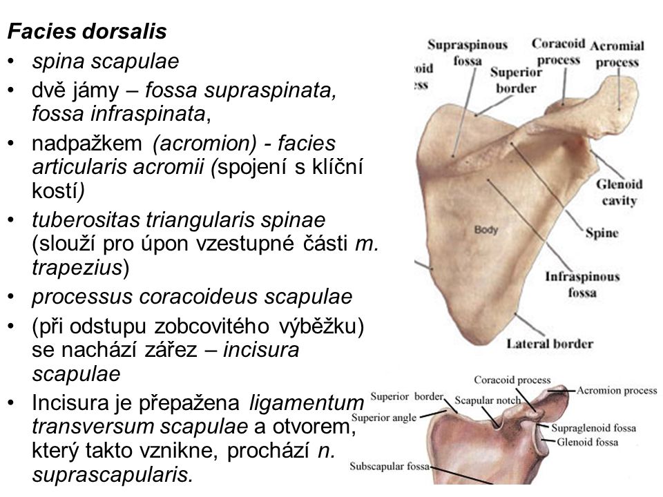 Facies dorsalis spina scapulae. dvě jámy – fossa supraspinata, fossa infraspinata,