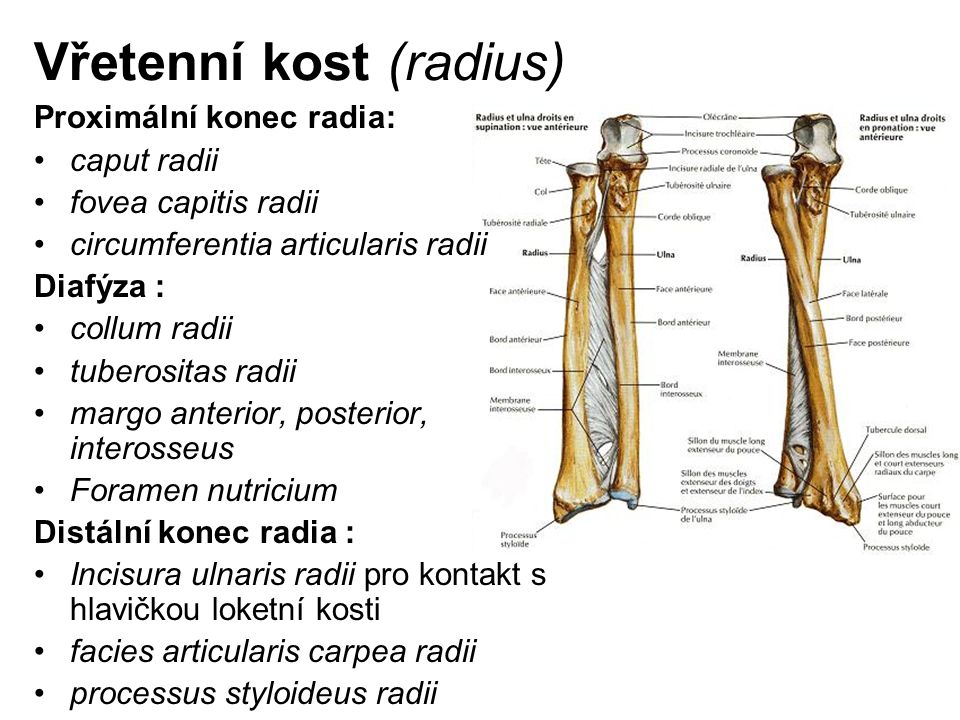 Vřetenní kost (radius)