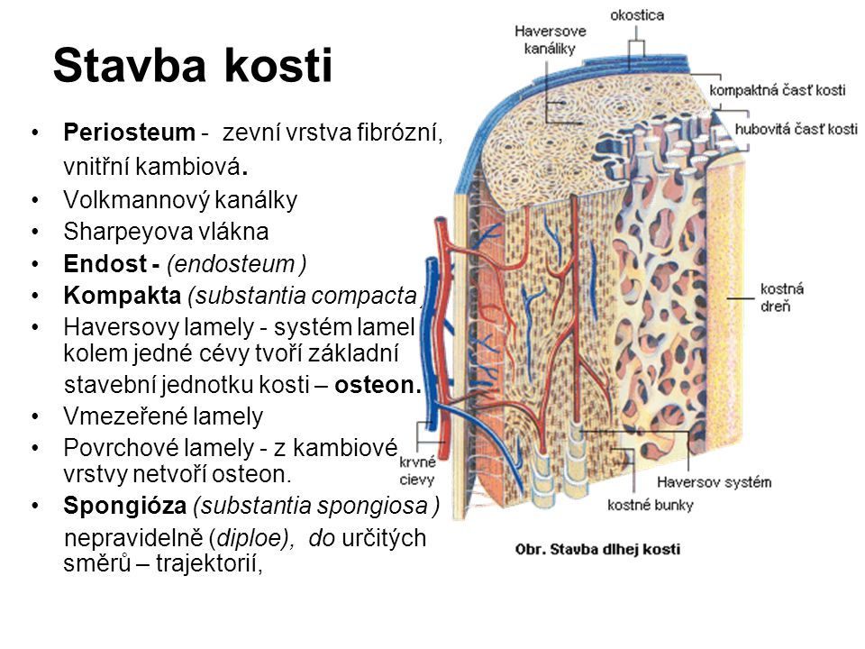 Stavba kosti Periosteum - zevní vrstva fibrózní, vnitřní kambiová.
