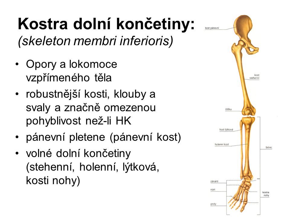 Kostra dolní končetiny: (skeleton membri inferioris)
