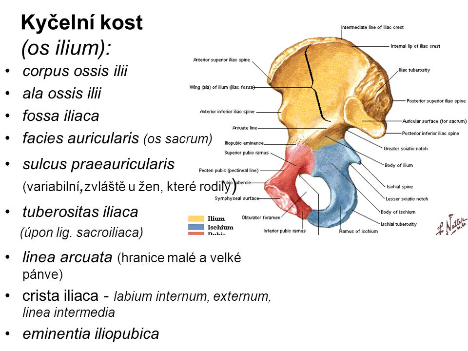 Kyčelní kost (os ilium):