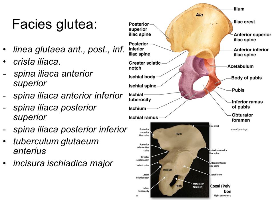 Facies glutea: linea glutaea ant., post., inf. crista iliaca.