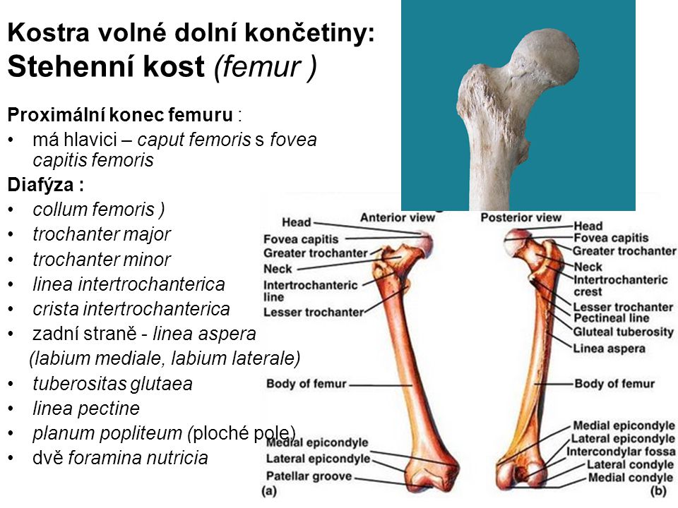Kostra volné dolní končetiny: Stehenní kost (femur )
