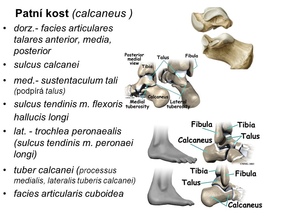 Patní kost (calcaneus )