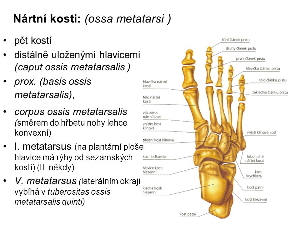 Nártní kosti: (ossa metatarsi )