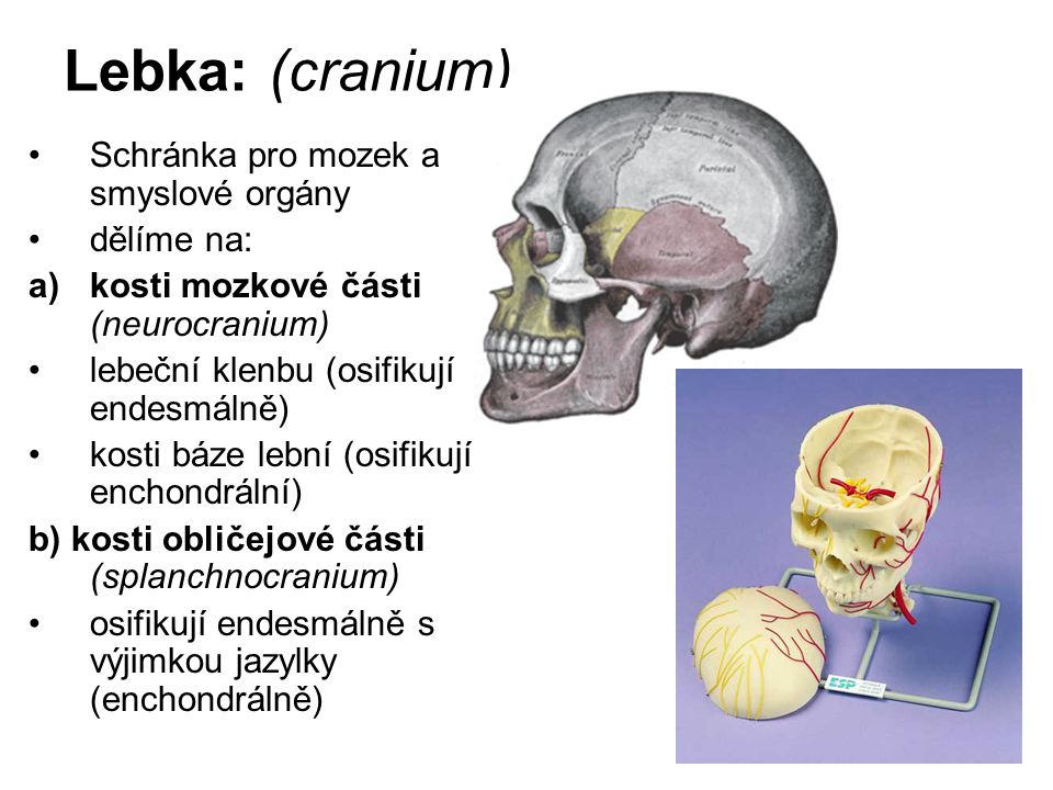 Lebka: (cranium) Schránka pro mozek a smyslové orgány dělíme na: