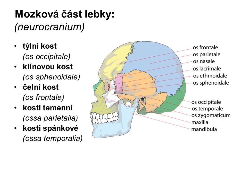 Mozková část lebky: (neurocranium)