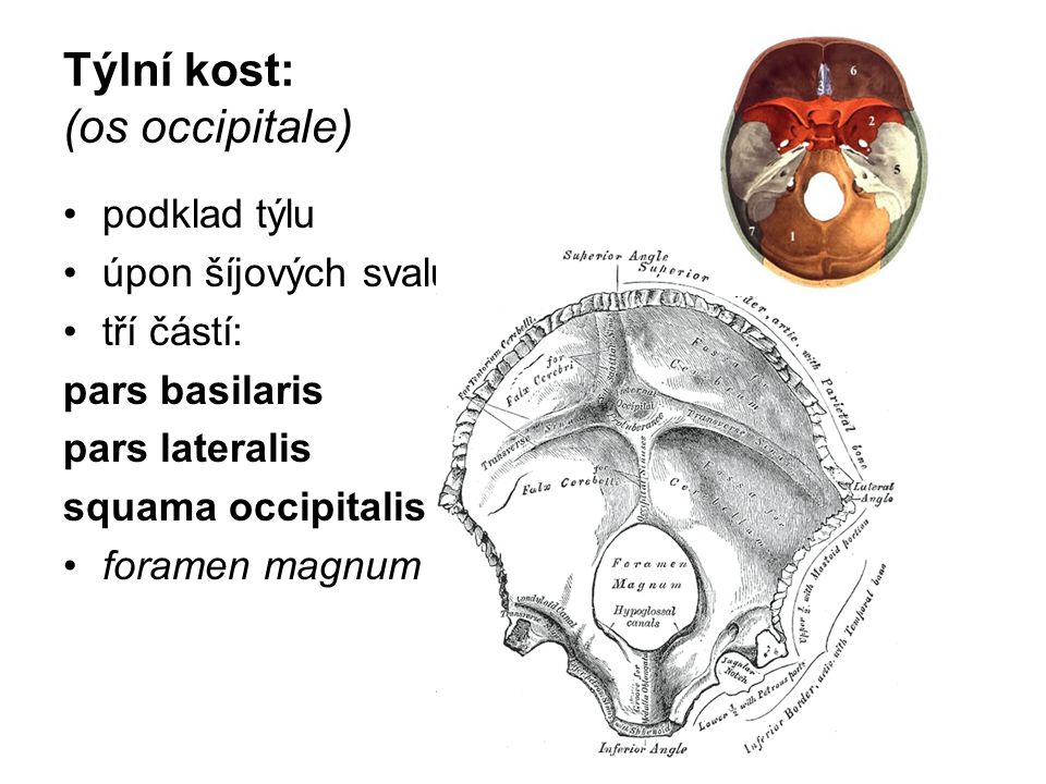 Týlní kost: (os occipitale)