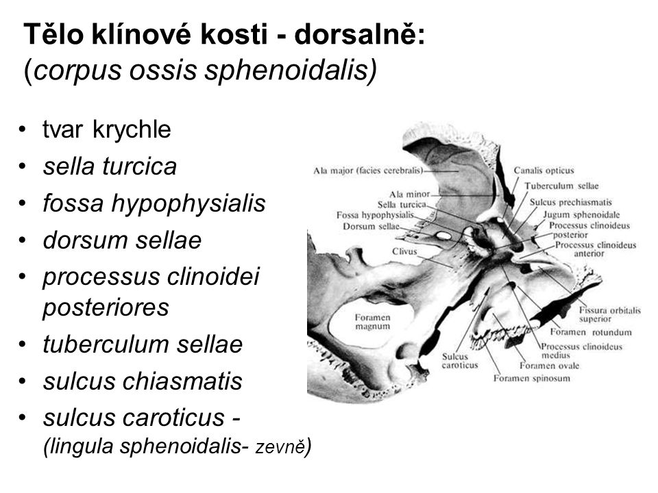 Tělo klínové kosti - dorsalně: (corpus ossis sphenoidalis)