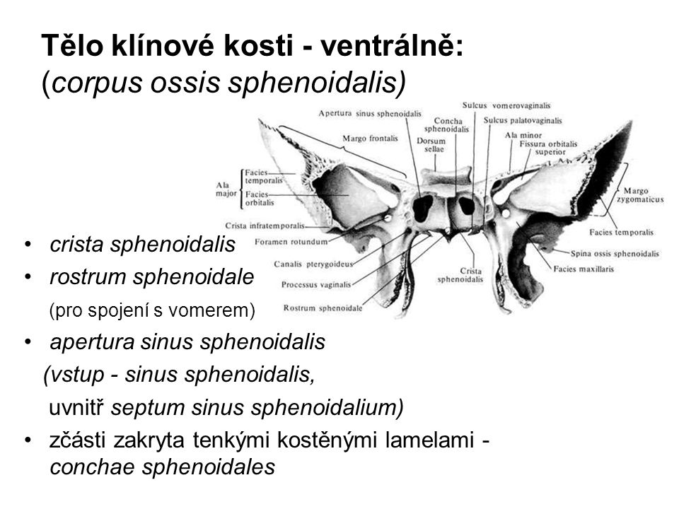 Tělo klínové kosti - ventrálně: (corpus ossis sphenoidalis)