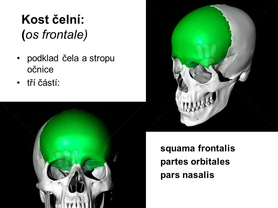 Kost čelní: (os frontale)