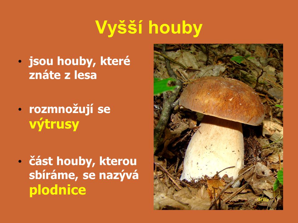Vyšší houby jsou houby, které znáte z lesa rozmnožují se výtrusy