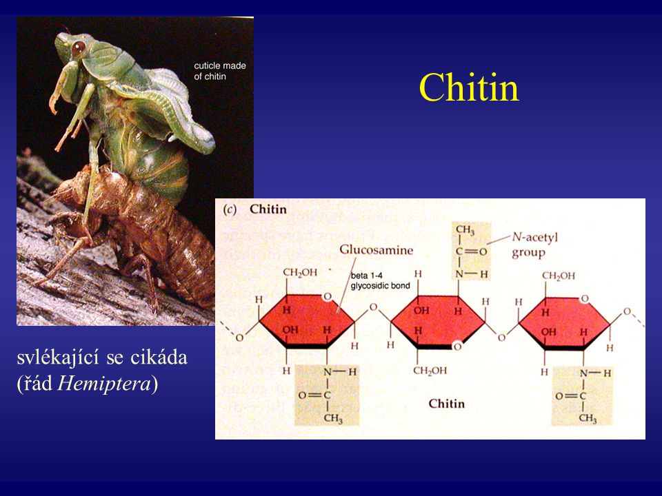 Chitin svlékající se cikáda (řád Hemiptera)