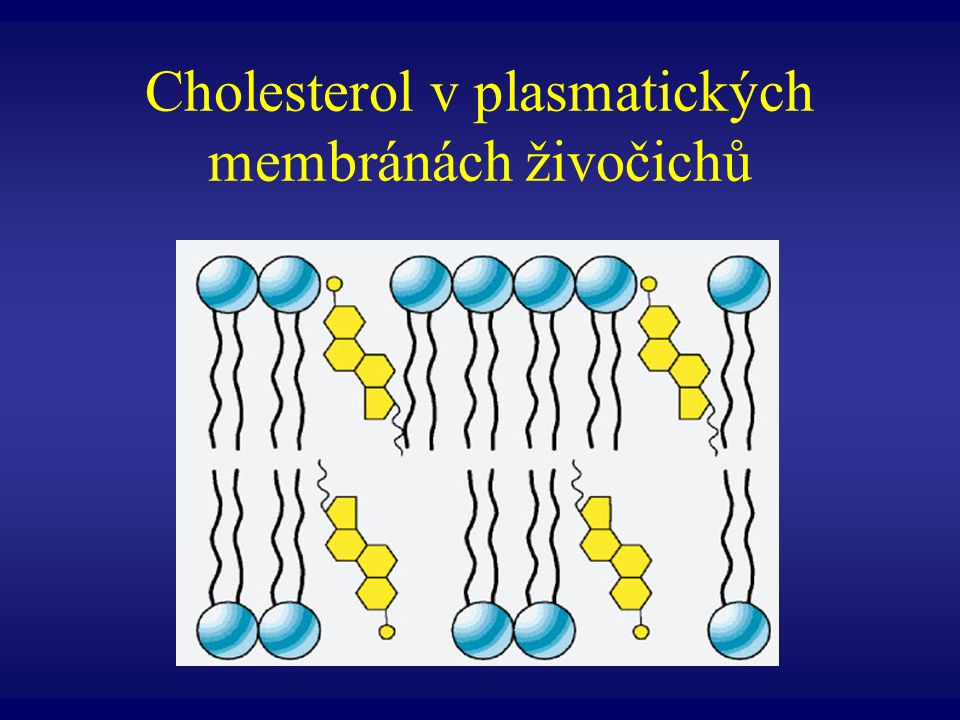 Cholesterol v plasmatických membránách živočichů